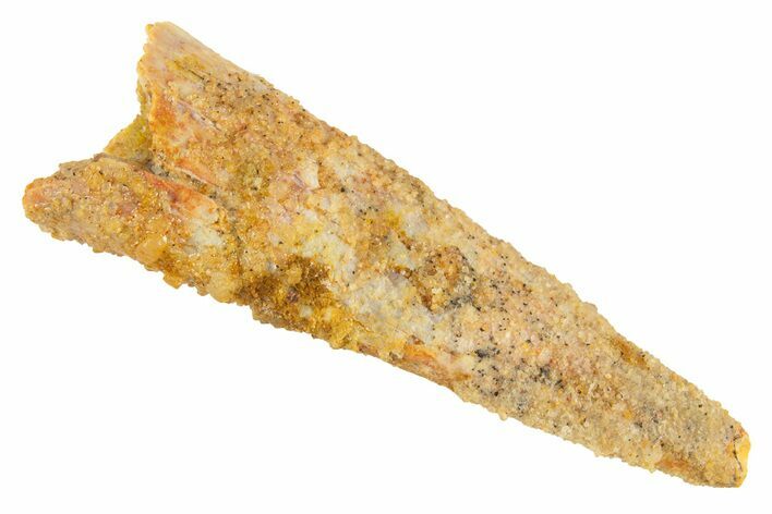 Fossil Pterosaur (Siroccopteryx) Tooth - Morocco #329020